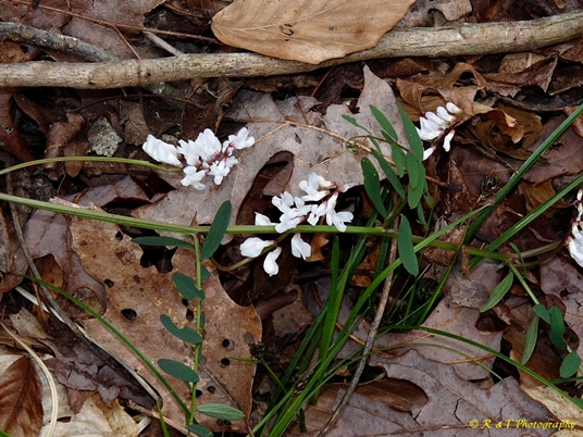 {Vicia caroliniana}